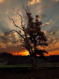 Lonely tree. Picture